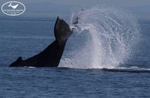 Marine wildlife & whale watching tour in Victoria
