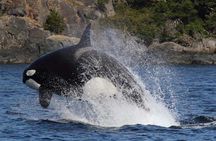 Marine wildlife & whale watching tour in Victoria