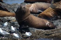 Marine wildlife tour in Victoria
