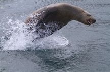 Marine wildlife tour in Victoria
