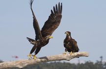 Marine wildlife tour in Victoria