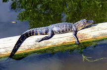 Everglades National Park nature walk & air boat ride
