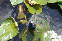 Everglades National Park nature walk & air boat ride