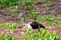 Everglades National Park nature walk & air boat ride