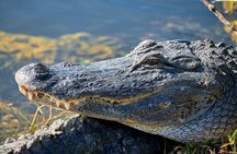 Everglades National Park full-day adventure tour with dry hike