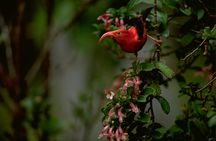 Nature tour of Hakalau Forest Reserve