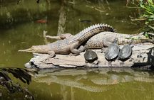 Hartley's Crocodile Adventures Park entrance ticket