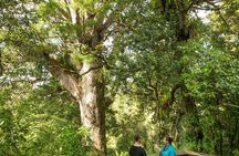 Auckland Kumeu Country private tour with lunch and wine tasting