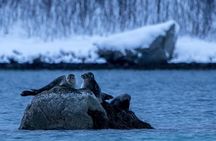 Arctic nature tour
