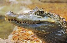Everglades National Park full-day tour with round-trip transfer