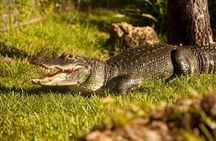 Everglades admission ticket with airboat ride and wildlife show