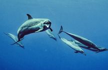 Wild dolphins swimming experience