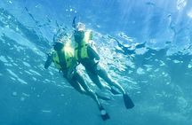 Wild dolphins swimming experience