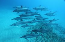 Wild dolphins swimming experience