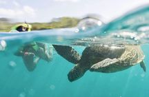 Turtle snorkeling experience