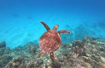 Turtle snorkeling experience