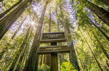 San Francisco Hop-On Hop-Off and Muir Woods Tour