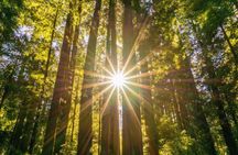 San Francisco Hop-On Hop-Off and Muir Woods Tour