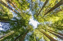 San Francisco Hop-On Hop-Off and Muir Woods Tour