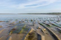 Dublin Bull Island guided walking tour
