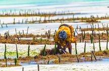 Zanzibar people and culture private tour