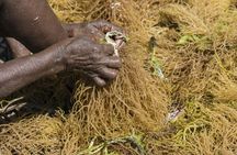 Zanzibar people and culture private tour
