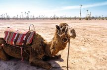 Desert safari by quad bike and 4x4 with Bedouin village dinner