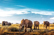 Four-day Kenyan wildlife safari through Tsavo East and Amboseli