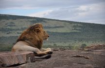 Four-day Kenyan wildlife safari through Tsavo East and Amboseli