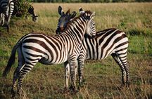 Tsavo East, Taita Hills & Salt Lick three-day safari from Mombasa