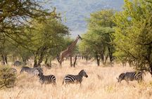 Nyerere National Park two-day safari with two game drives