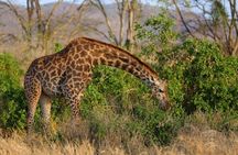 Four-day Kenyan wildlife safari through Tsavo East and Amboseli