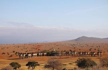 Four-day Kenyan wildlife safari through Tsavo East and Amboseli