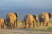 Four-day Kenyan wildlife safari through Tsavo East and Amboseli