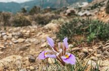 Profitis Ilias guided hike summit views and island stories