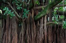 Banyan forest and Takuapa old town private tour from Khao Lak