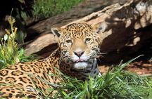 San Antonio Zoo General Admission Ticket