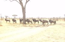 3-Day Safari Trip to Masai Mara National Reserve from Nairobi