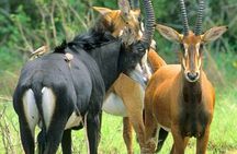 Small-Group Tour: Shimba Hills National Park from Diani Beach