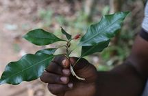 Spice Tour of Zanzibar