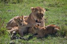 Nairobi National Park Tour