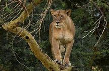 Day Tour Nairobi to the Lake Nakuru National Park