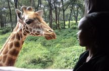 Tour to Giraffe Center from Nairobi
