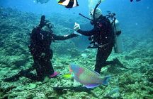 Discover Scuba Diving in Falmouth