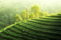 Private Tour Hangzhou West Lake and Tea Fields Discovery