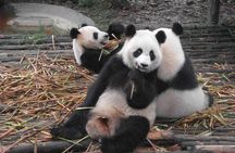 One Day Giant Panda Leisure Private Tour in Chengdu