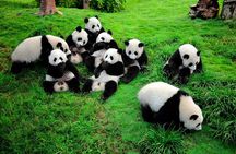 One Day Giant Panda Leisure Private Tour in Chengdu