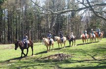 Guided Horseback Ride through Flame Azalea and Fern Forest