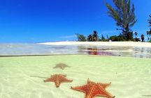 Stingray City and Starfish Experience with Coral Reef Snorkeling