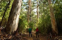 Half-Day Pemberton National Parks Beach and Forest Eco Adventure